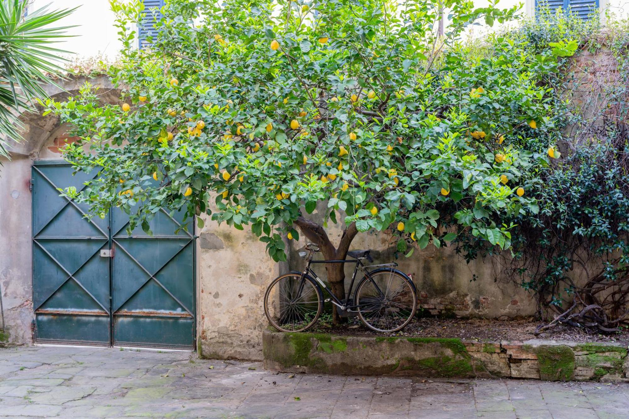 B&B Via Corsica 10 Pisa Dış mekan fotoğraf
